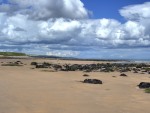 Cheswick Sands
