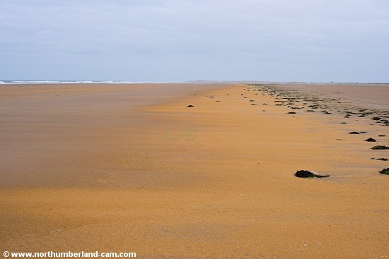 Near the low tide mark the sands turn to a vivid orange colour.